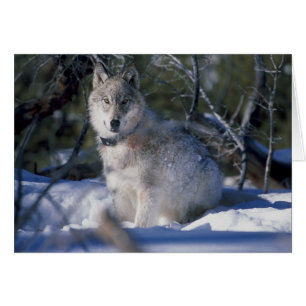Carte de voeux Wolf In Snow Holiday