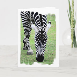 Carte de voeux Zebra Stripes