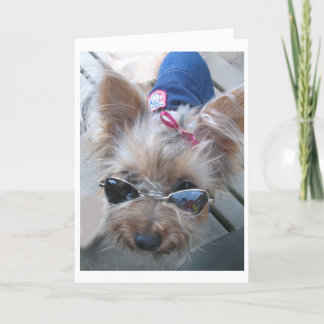 carte de yorkie