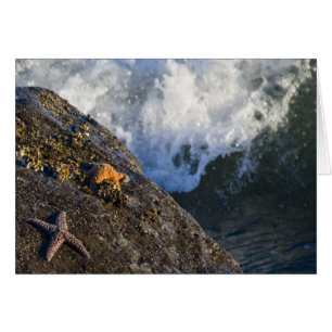 Carte d'éclaboussure d'étoiles de mer