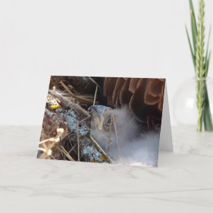 Carte Decorah North Eagles : La Lune Rose