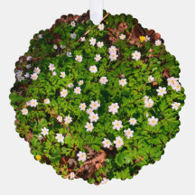 Fleurs de printemps d'anémones en bois blanc
