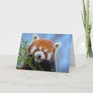 Carte Déjeuner de Panda rouge sur Feuilles bambou