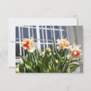 Carte Délicat mignon daffodils printemps