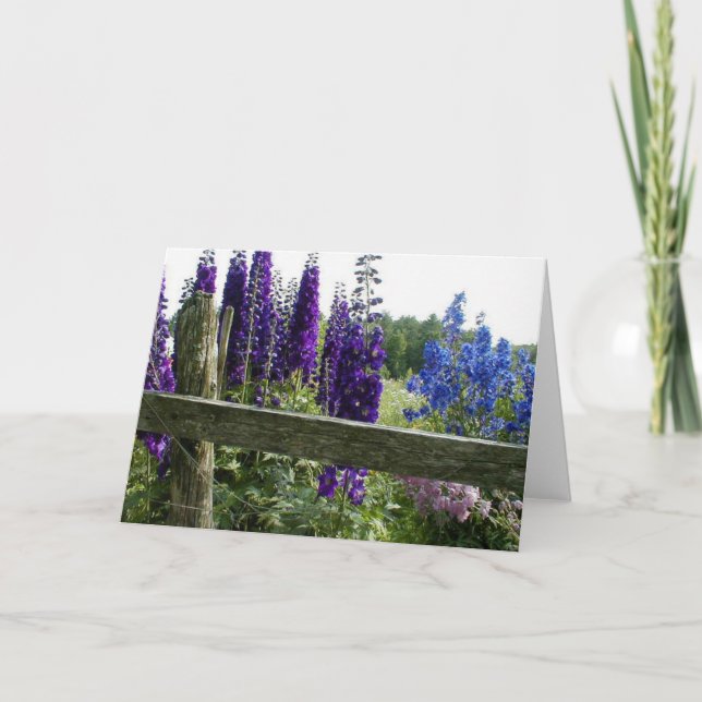 Carte Delphiniums (Devant)