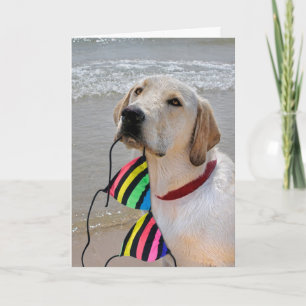Carte Demi-anniversaire Labrador extracteur avec bikini