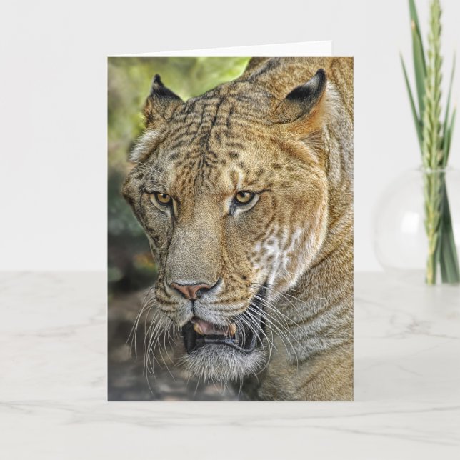 Carte Demi-lion mi-tigre (Devant)