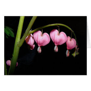 Carte des fleurs cardiaques saignantes
