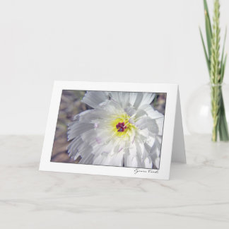 Carte Desert chicory