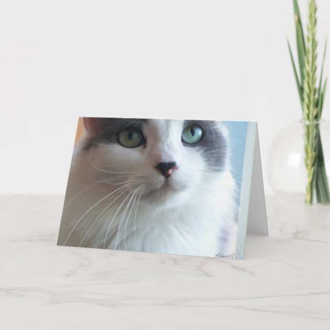 Carte Désolé Kitty avec les yeux tristes (Devant)