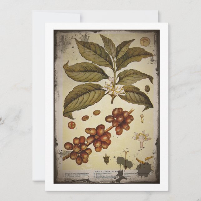 Carte Dessin botanique du Plante de café (Devant)