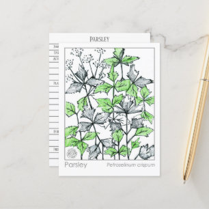 Carte d'étude sur les plantes d'épices de persil M