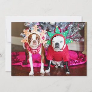 Carte Deux BostonTerriers