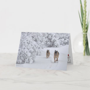 Carte Deux chiens bergers allemands Secourus courent dan