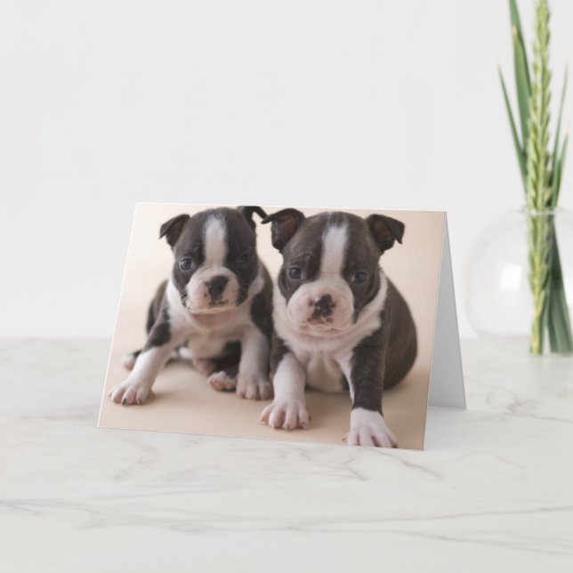 Carte Deux chiots de Boston Terrier (Devant)