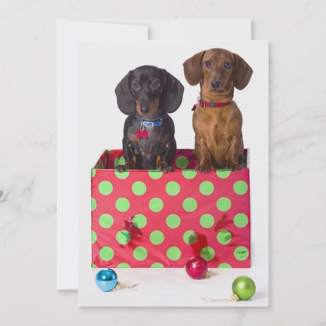 Carte Deux Chiots de Dachshund (Devant)