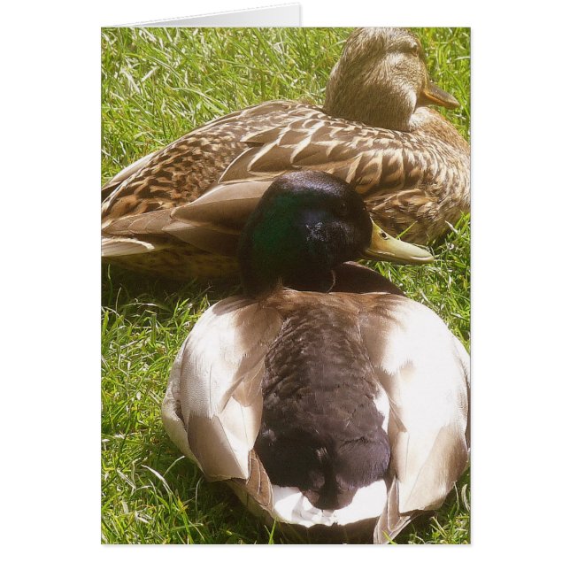 Carte Deux Cutes Ducks (Devant)