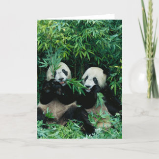Carte Deux pandas mangeant le bambou ensemble, Wolong, 2