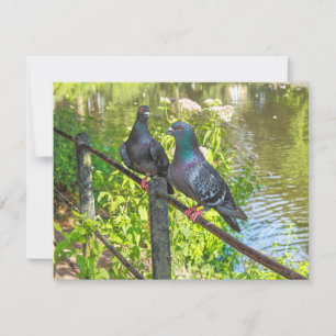 Carte Deux pigeons. Lac Roath Park, Cardiff, Pays de Gal