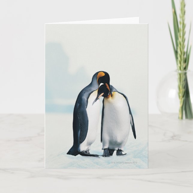 Carte Deux pingouins affectueux (Devant)
