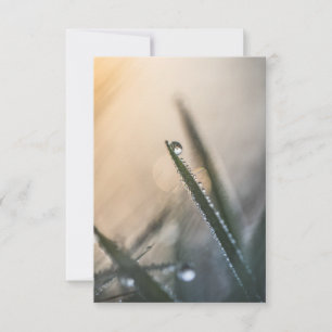 Carte Dew Droplet sur l'herbe nature florale Photo