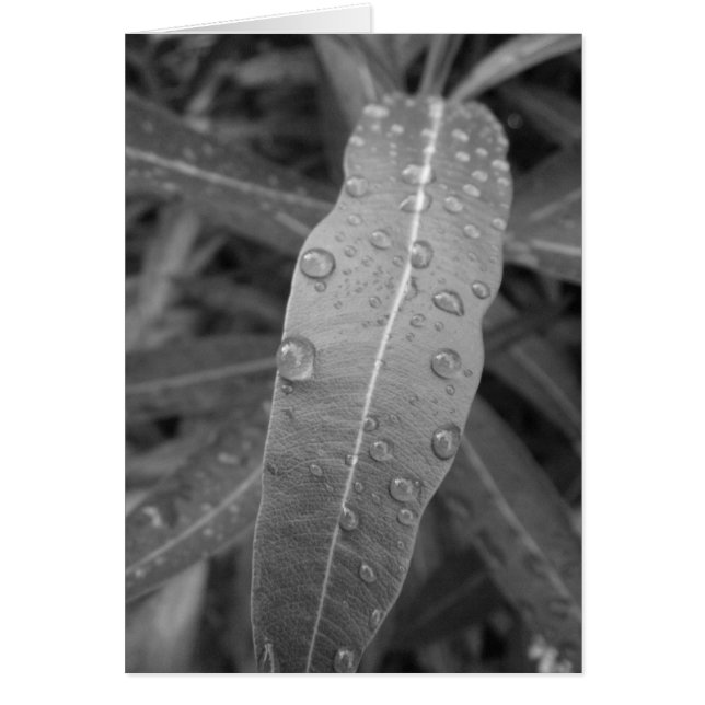 Carte Dew Drops (Devant)