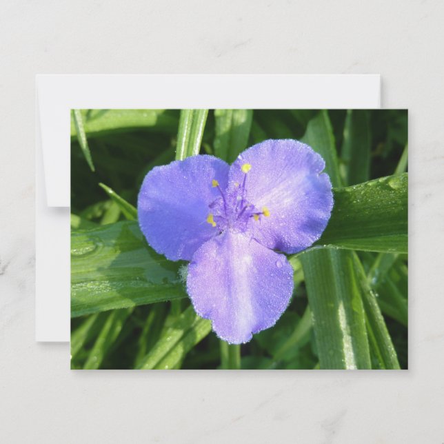 Carte Dewy Trillium Spring Wildflower (Devant)