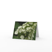 Carte d'hortensia d'Oakleaf (quercifolia