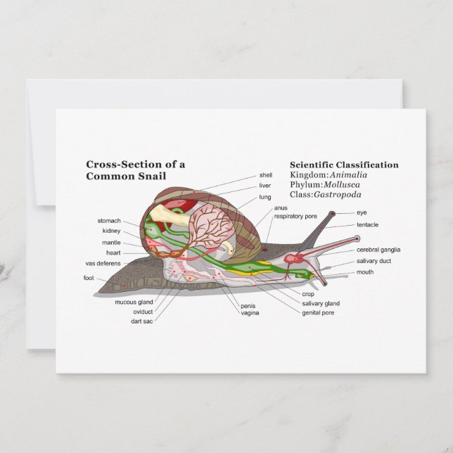 Carte Diagramme d'un escargot de jardin commun (Helix as (Devant)