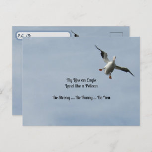 Carte d'identité de poste - Américain blanc Pélica