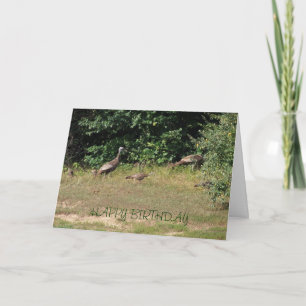 Carte Dindes, Anniversaire