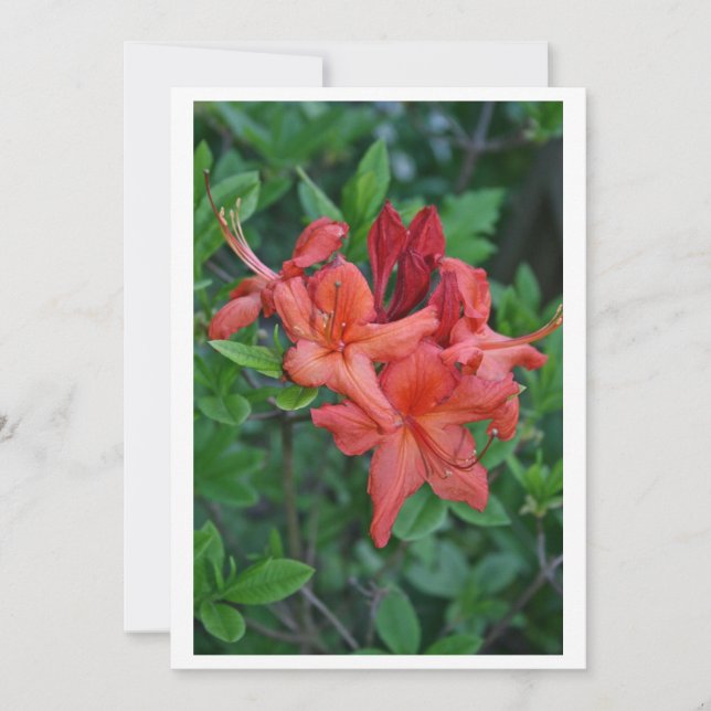 Carte d'invitation native Azalea Spring (Devant)