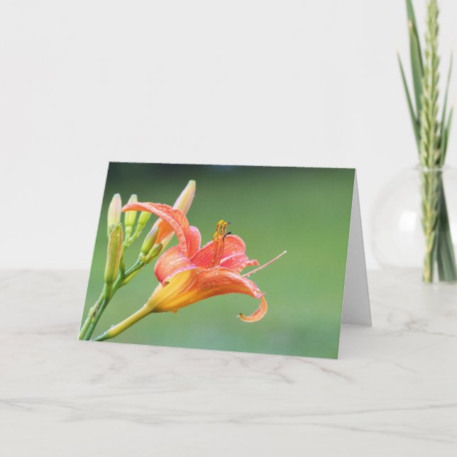 Carte Ditch Lily (Devant)