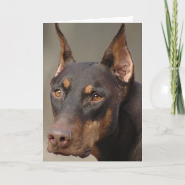 Carte Dobermann (Devant)