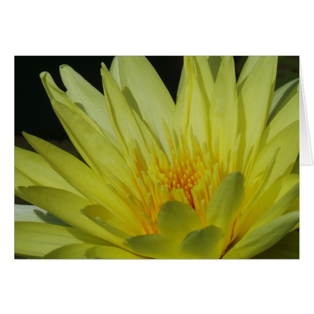 Carte d'occasion Jaune Lily encadrable Toute l'occ (Devant horizontal)