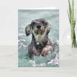 Carte Doggy Paddle mignon chien nager
