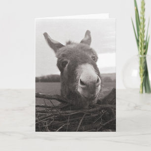 Carte Donkey amical - Photo Vintage