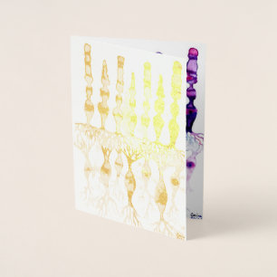 Carte Dorée Cellules cônes cellules tiges et neurones bipolair