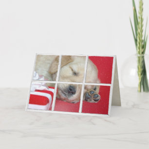 Carte dormant Golden Retriever dans la fenêtre avec cade