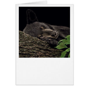 Carte d'ours "Nap Time"