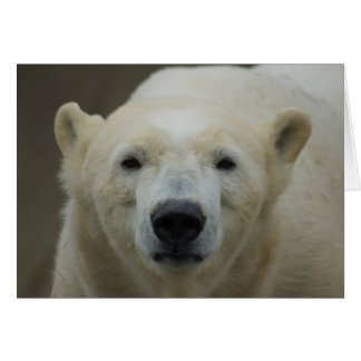 Carte d'ours polaire