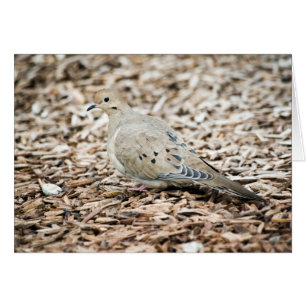 Carte Dove 1 en deuil