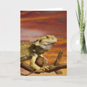 Carte Dragon à épaulettes (Pogona Vitticeps) sur branche
