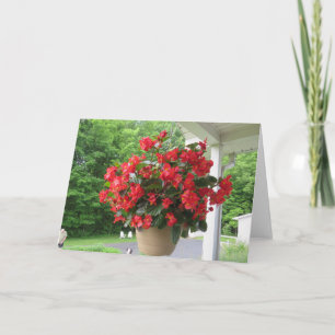 Carte Dragon Wing Begonia