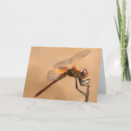 Carte Dragonfly peinte isolée contre Ecru