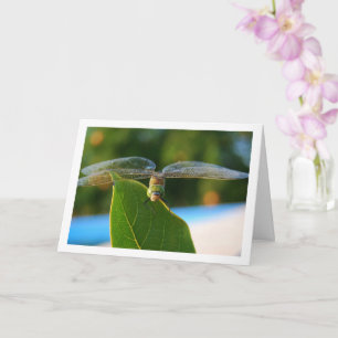 Carte Dragonfly sur la feuille verte