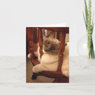 Carte Drôle avec l'attitude chiffon chat poupée