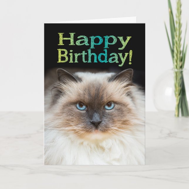 Carte Drôle chat Fiesty Joyeux anniversaire Vous êtes da (Devant)