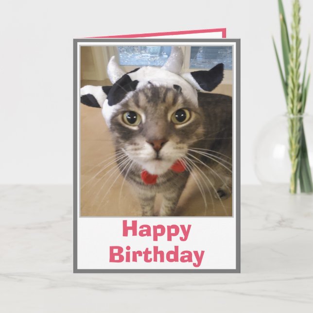 Carte drôle de vache de chat d'anniversaire (Devant)