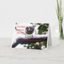 drôle d'oiseau dans la neige